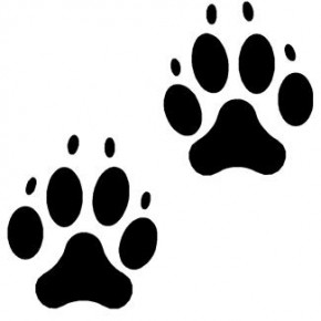 Since 2008, dogfighting has been considered a felony in all 50 states. 