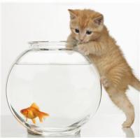 By weighing your options, you can figure out the best way to memorialize your buddy.