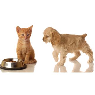 Both dog lovers and cat lovers alike can use suggestions of names for their pets.